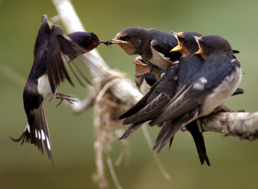 Athens Installs Bird Nests to Boost Urban Wildlife