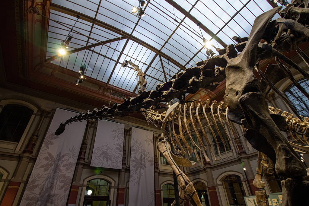 Major Discovery: A 20-Meter Giant Dinosaur Found in Patagonia