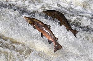 Cocaine-fuelled Salmon: New Study Shows their Behaviour