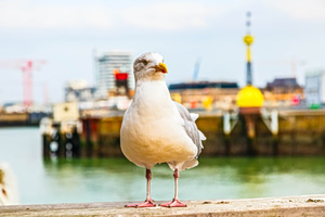 Europe’s Quirkiest Competition: Seagull Screeching