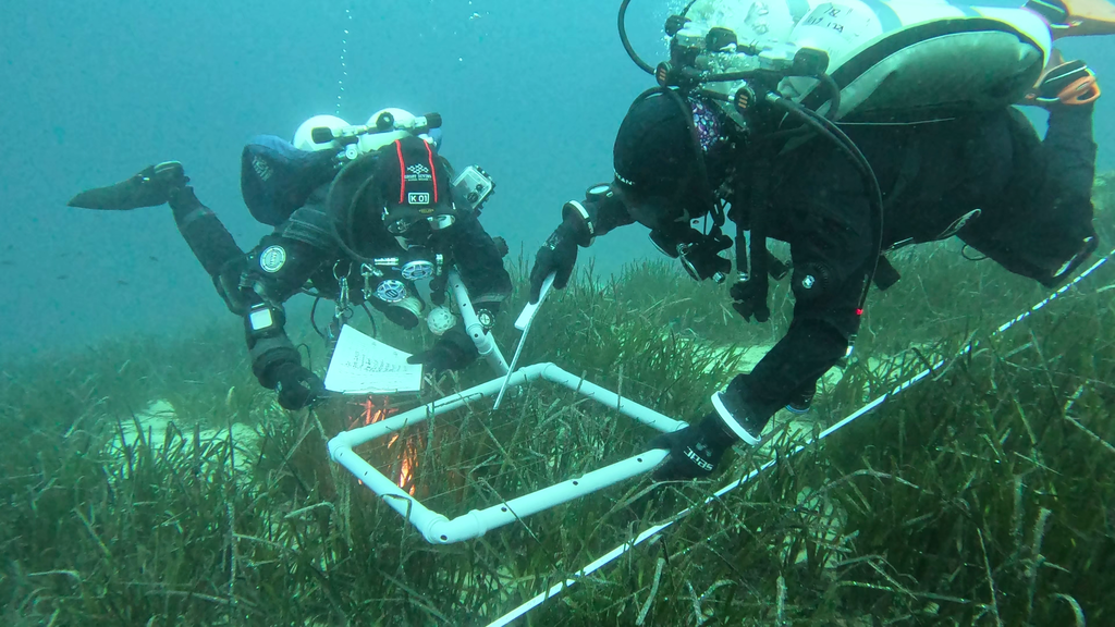 posidonia seagrass recovery
