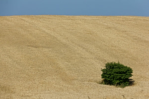 Israel under Fire by Ukraine and EU Over Russian Stolen Grain