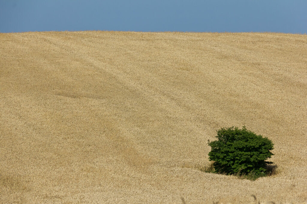 Israel under Fire by Ukraine and EU Over Russian Stolen Grain