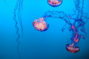  Purple Jellyfish Return to Greek Waters; Where They’ve Been Spotted