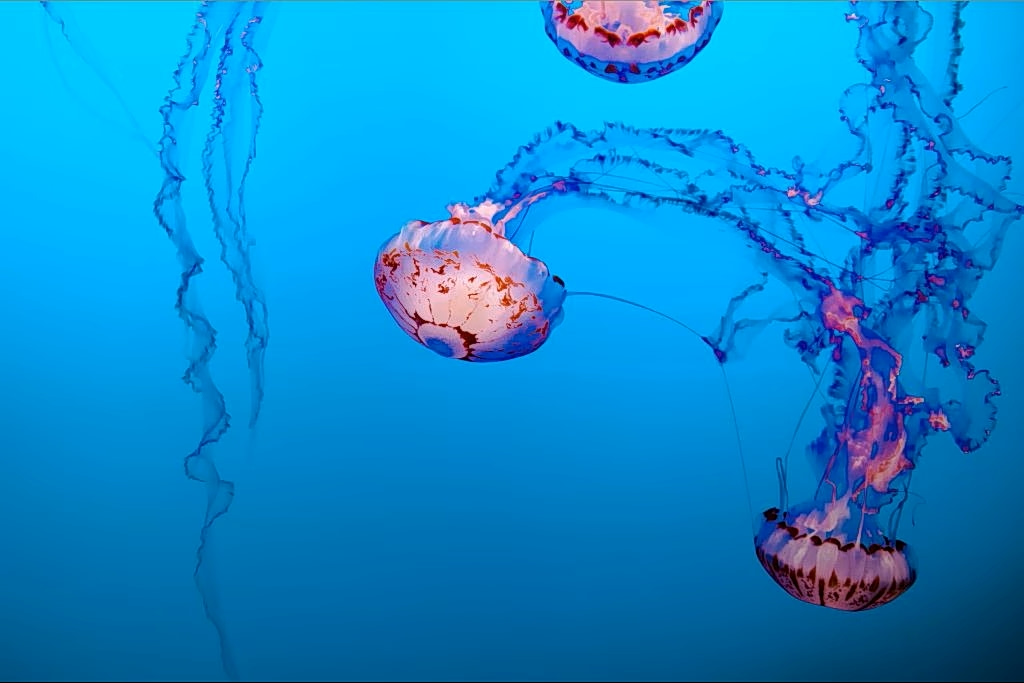  Purple Jellyfish Return to Greek Waters; Where They’ve Been Spotted