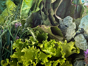 Crete’s Wild Greens: A Living Tradition Rooted in Land and Memory