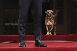 Peanut the Dog Is the Real Boss at Maximos Mansion