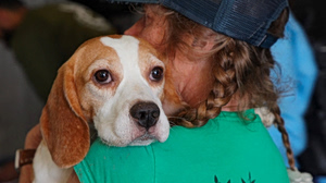 The Fight to Free Hundreds of Beagles From a Rural Wisconsin Research Lab