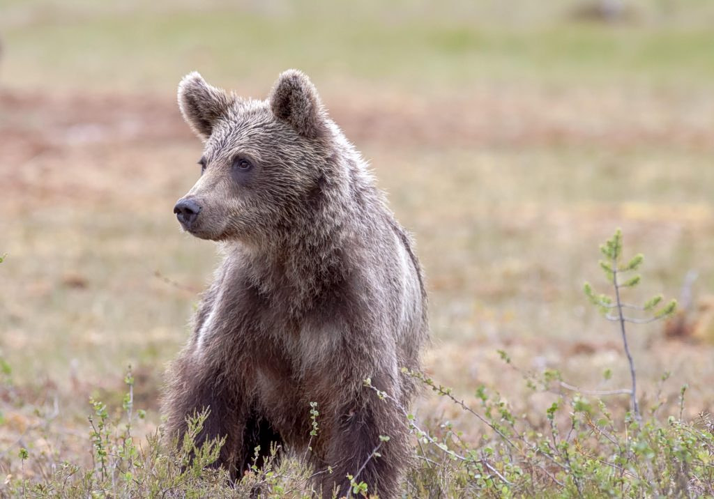 Bear Cub Killed by Car on Northern Greece Highway