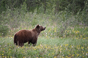 Pair of Bears Spotted Roaming Through N. Greece Town