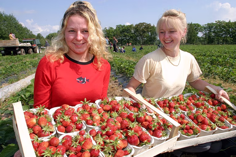 Strawberries: The Spring Superfood Worth Savoring Year-Round