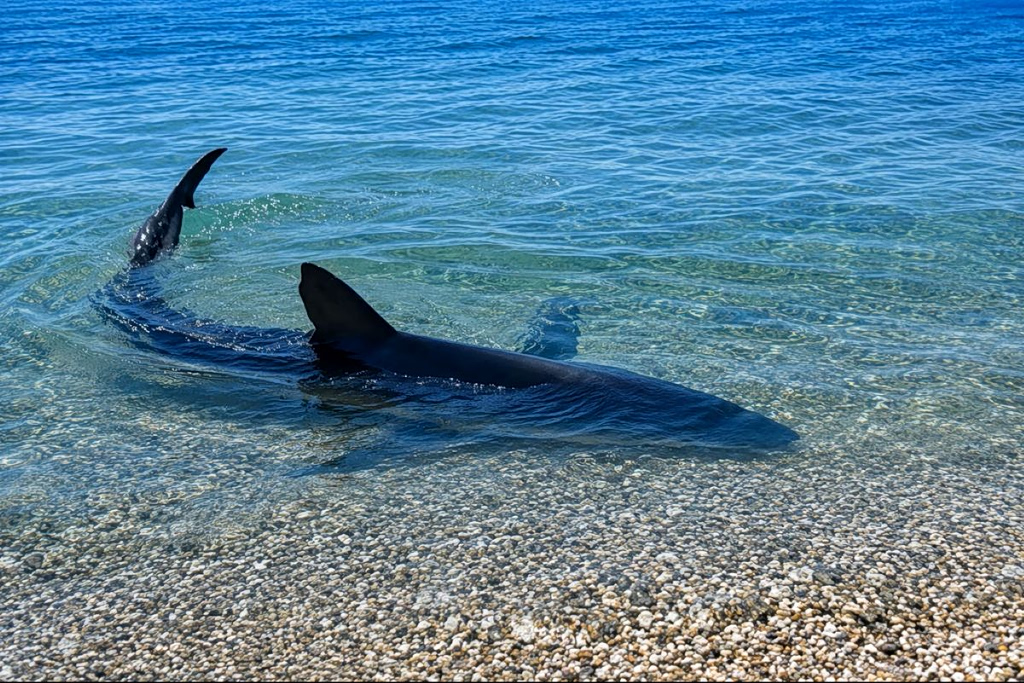 Shark Surprise Off the Coast of Boeotia