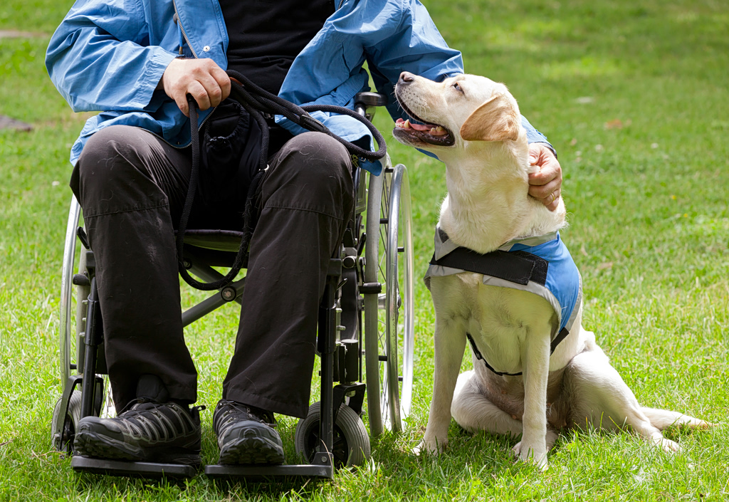 Therapy Dog Dylan Makes History at Greek Hospital