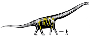 Meet Nagatitan: The Largest Known Dinosaur of Southeast Asia