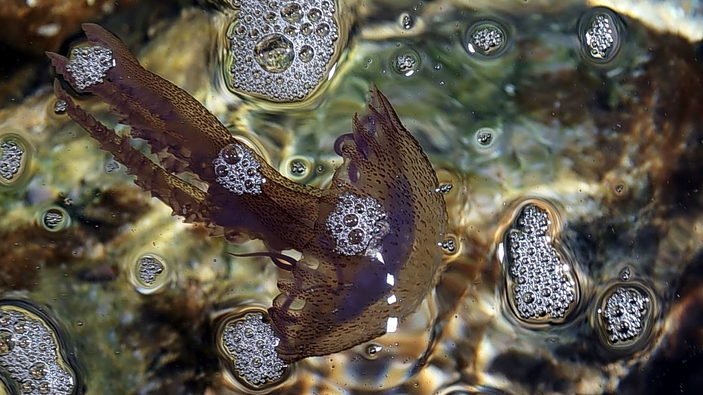 Jellyfish Concentrations Reported Across Parts of Pagasetic Gulf, Sporades Isles