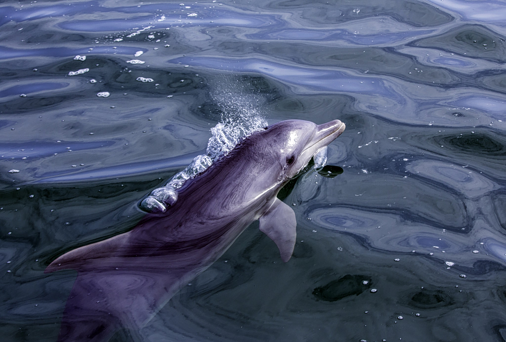 Dead Dolphin Found Dumped Near Trash Bin in Greece