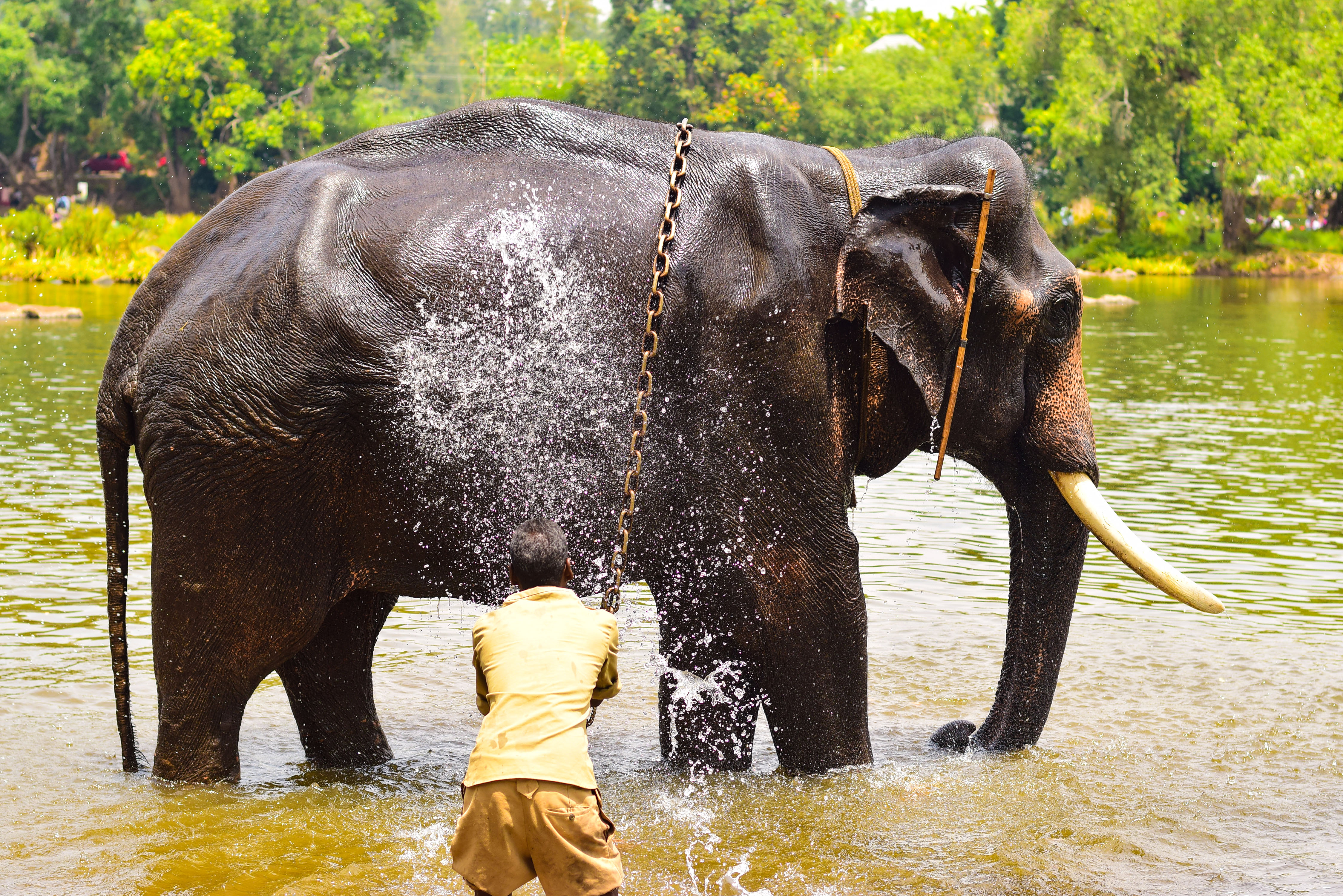 Tourist Killed During Elephant Clash at Indian Sanctuary