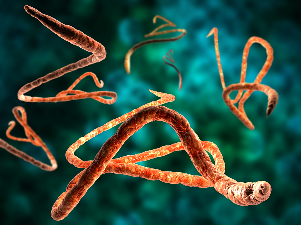 EU: Ebola Infection Risk in Europe Remains Very Low