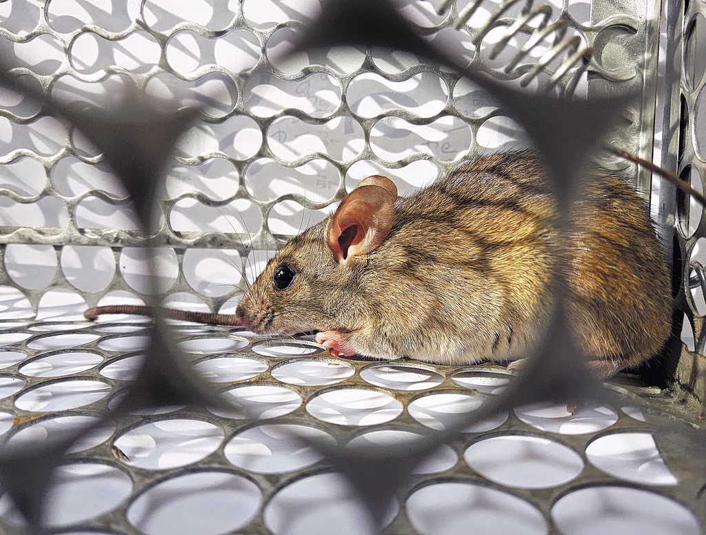 Hantavirus: Experts Weigh In On Dangers & The Vaccine Response