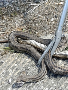 Snake Trapped in Car Engine; Brings Vehicle to a Stop
