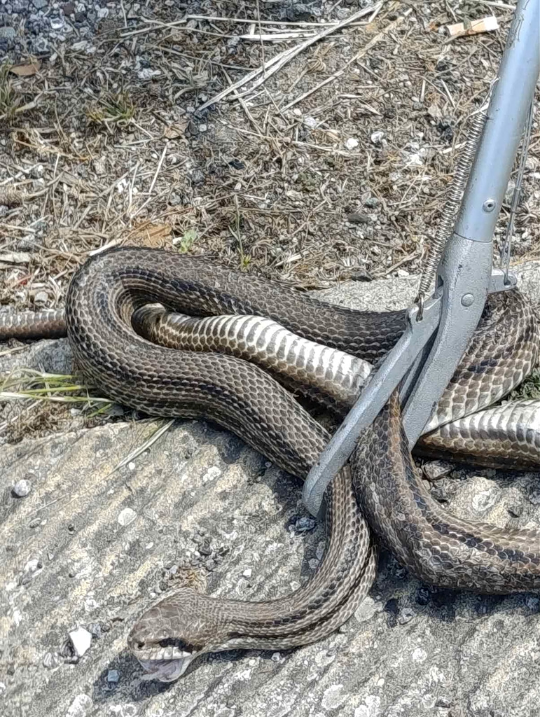 Snake Trapped in Car Engine; Brings Vehicle to a Stop