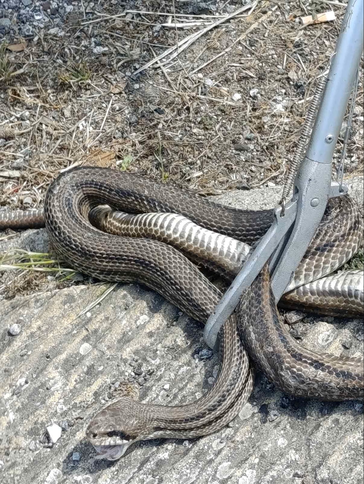 Snake Trapped in Car Engine; Brings Vehicle to a Stop