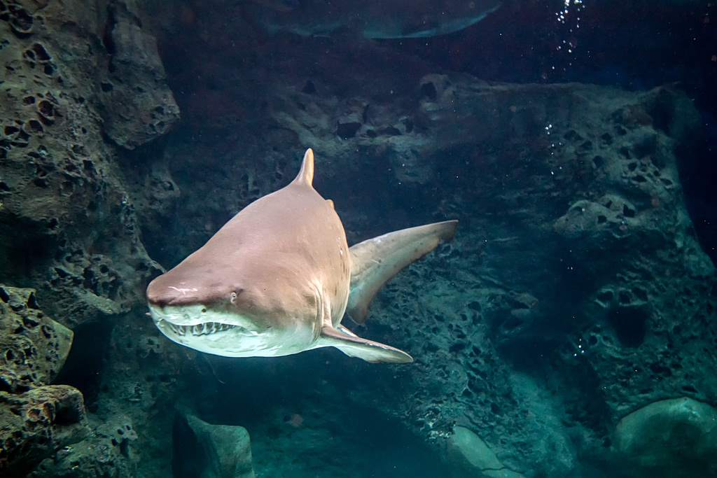 Are There Sharks in Greece? History Says Yes