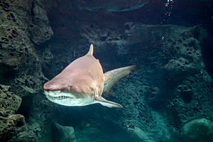 Are There Sharks in Greece? History Says Yes