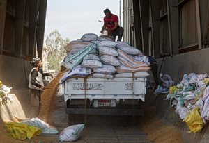 Egypt Unveils Ambition to Become Global Grain Hub