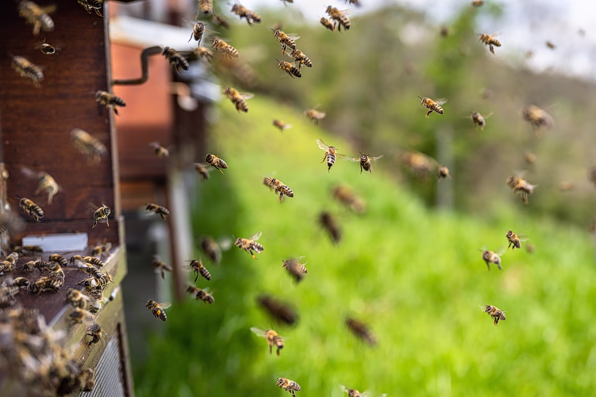 Bechbretha: Ireland’s Medieval Bee Laws Are a Lesson for Today