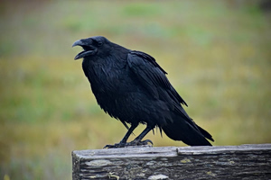 Protective Crow Injures Three in Central Thessaloniki