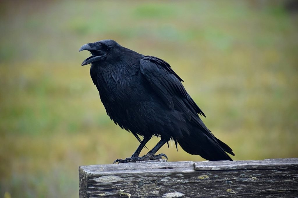 Protective Crow Injures Three in Central Thessaloniki