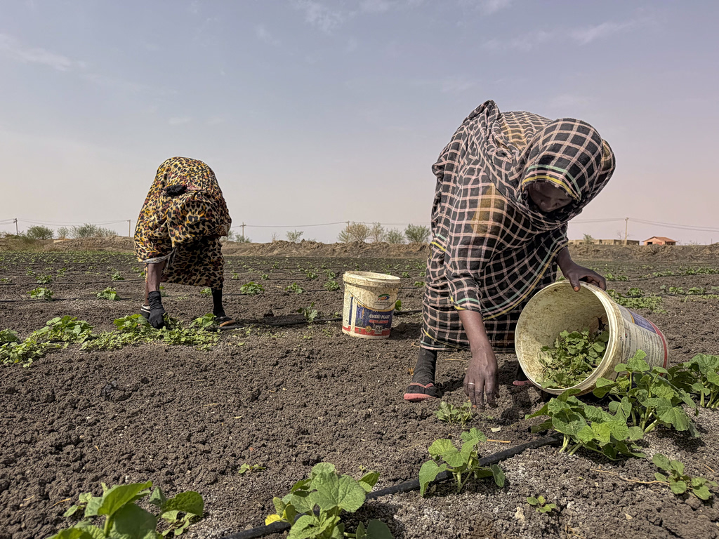 Iran Conflict Threatens Sudan’s Fragile Harvest Season