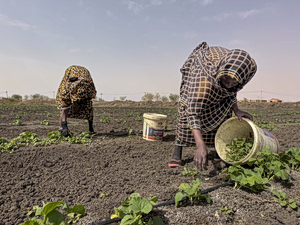 Iran Conflict Threatens Sudan’s Fragile Harvest Season