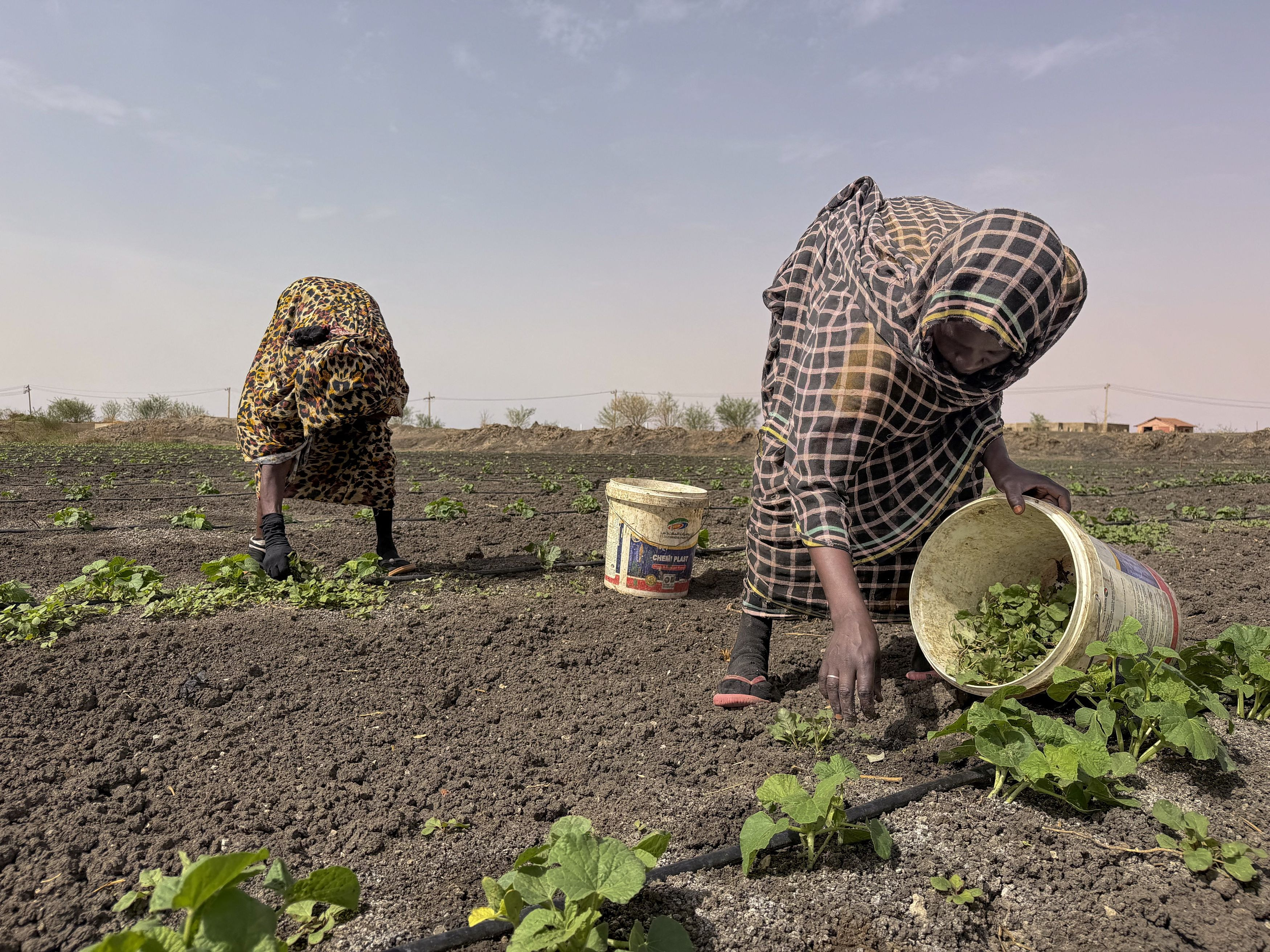 Iran Conflict Threatens Sudan’s Fragile Harvest Season