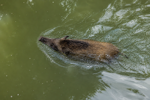 Wild Boar Surprises Beachgoers With Morning Sea Swim