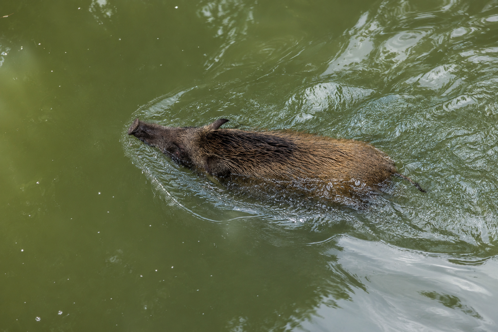 Wild Boar Surprises Beachgoers With Morning Sea Swim