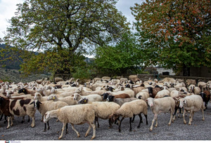 Greece Reports Over 2,000 Sheep and Goat Pox Cases