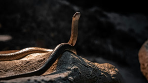 Woman Recovering After Snake Bite Leads to ICU Admission