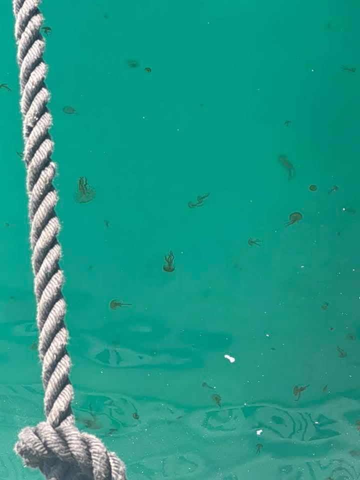 Thousands of Jellyfish Swarm Beach Waters in Evia