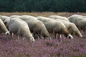 €24 Million in New Compensation for Farmers After 2025 Losses