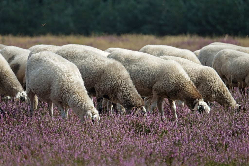 €24 Million in New Compensation for Farmers After 2025 Losses