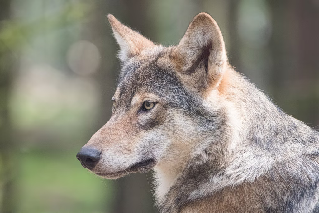 Woman Survives Wolf Attack in Central Greece