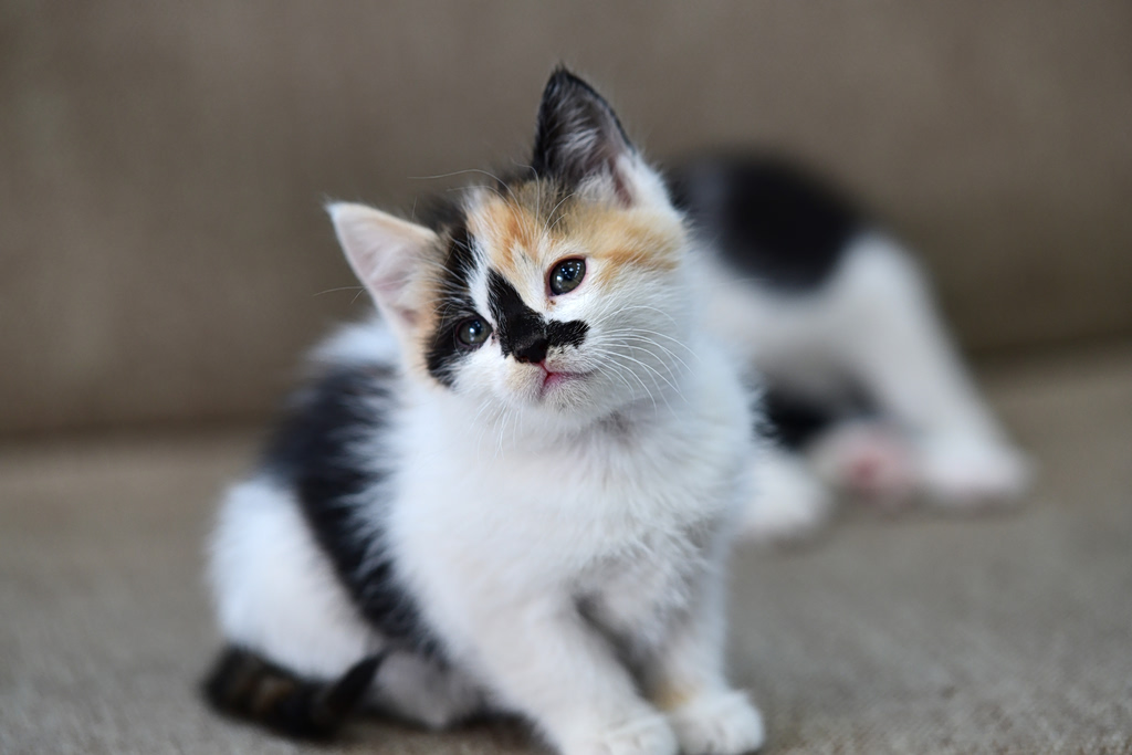 Ex-Deputy Mayor Accused of Killing Kitten in Crete