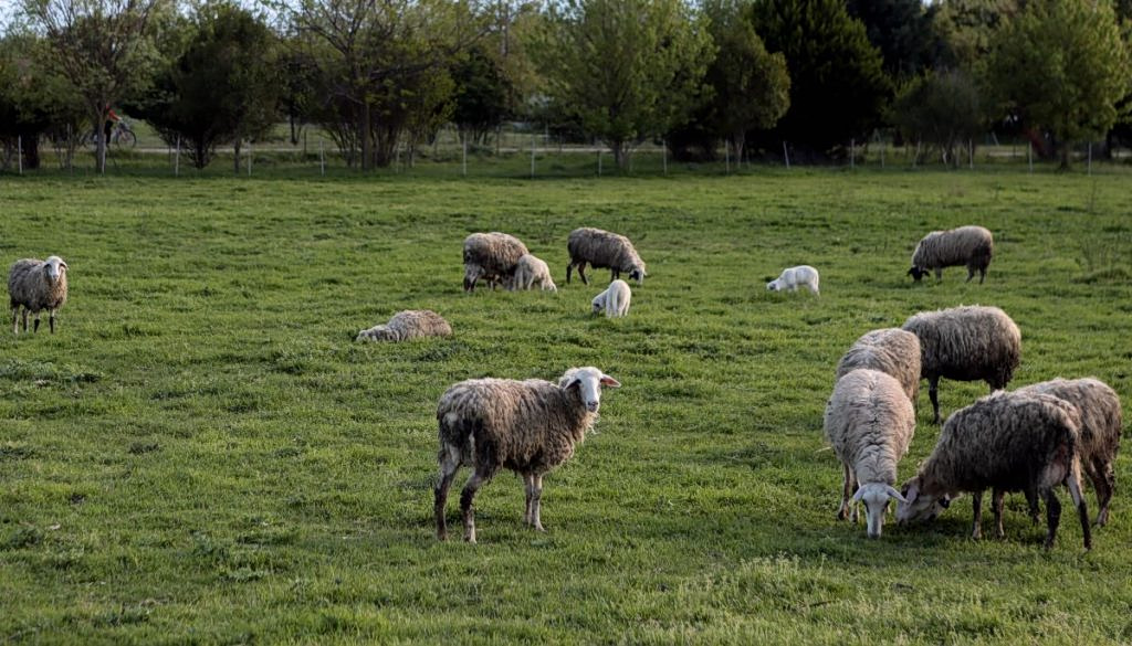 Sheep and Goat Pox Detected in Peloponnese