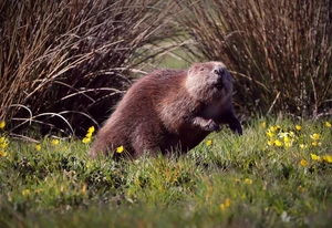 Beavers Return to Britain to Fight Floods and Droughts