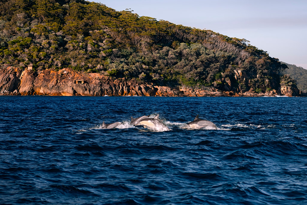 Dolphins, Whale and Dog Rescue Delight Greek Seaside
