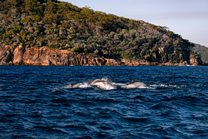 Dolphins, Whale and Dog Rescue Delight Greek Seaside