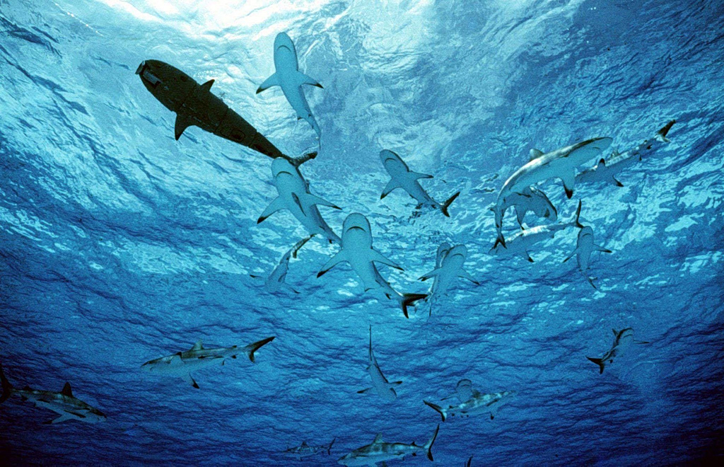 Sharks in Greek Waters: They’re There, They Always Have Been 
