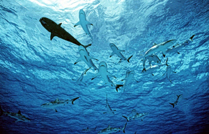 Sharks in Greek Waters: They’re There, They Always Have Been 